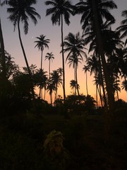 sunset in the palms