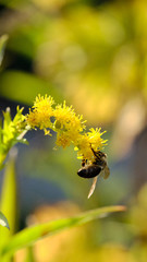 bee on a yellow flower