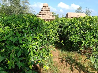 Mamallapuram : A world heritage place: Shore temple, Descent of the Ganges ,Pancha Rathas,Cave Temples ,The Shore Temple,structural temples 