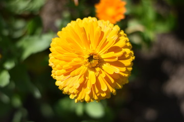 Blühende Ringelblume (Calendula officinalis)