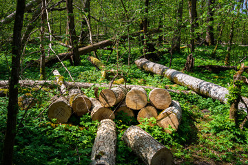 Beautiful forest scenery in a national park in Scania, southern Sweden