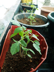 A Tomato plant in a pot planted.