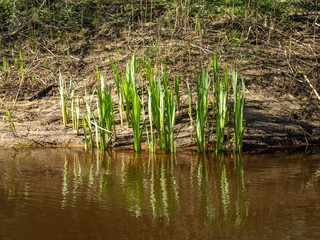 the first green plants in spring, bright green contrast with gray