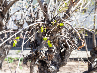 spring in city - fresh shoots on gnarled elm tree and apartment house on background (focus on green leaves on foreground)