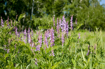 Fototapeta premium Meadow violet and purple flowers polka dots in the summer field. Green background. Nature landscape