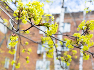 spring in city - flowers of maple tree close up and brown apartment house on background (focus on blossoming upper twig on foreground)