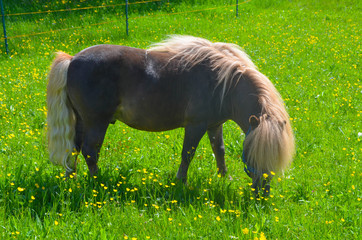 *Pony*