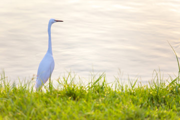 White egret near the lake or pond water.