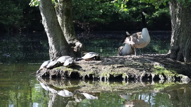 Ein Kanandagans Paar sitzt mit ausgesetzten amerikanischen Schildkr&ouml;ten auf einer klenen Insel