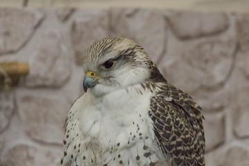 Close up view of a hawk head.