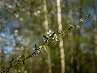 white spring flowers on a blurred background