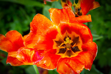 Orange Tulip in full bloom in the beginning of the spring season.