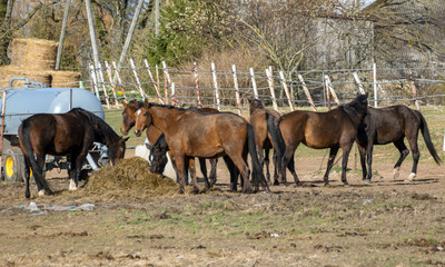 herd of horses in spring