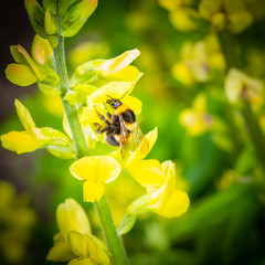 Bee looking for pollen in flowers.