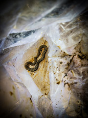 Sanke inside the plastic