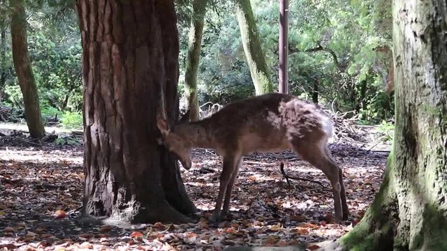 A fallow deer in the forest rubbing its head on a tree