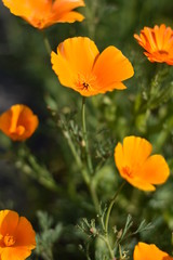 Bl&uuml;hender Kalifornische Mohn (Eschscholzia californica)