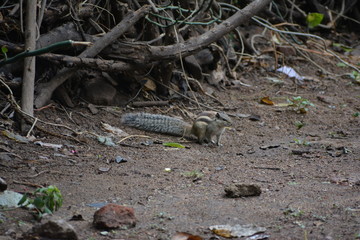dead tree in the ground