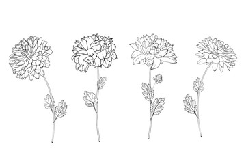 Set of hand drawn black outline flowers chrysanthemum on stem and leaves isolated on white. Vector stock illustration.
