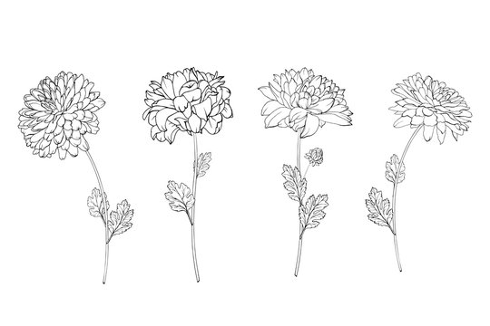 Set of hand drawn black outline flowers chrysanthemum on stem and leaves isolated on white. Vector stock illustration.