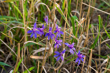 Meadow violet and purple flowers in the summer field. Nature landscape 