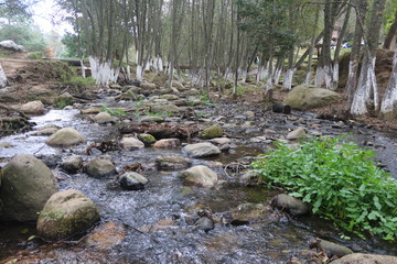 Río en Bosque