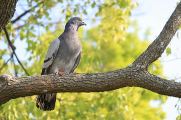 日中に木に止まった鳩の全身を撮影した写真