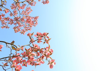 青空を背景に赤かピンクの花を撮影した淡い色の写真