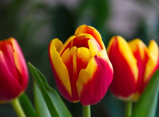 Closeup of a red and yellow tulip on a green background in spring 