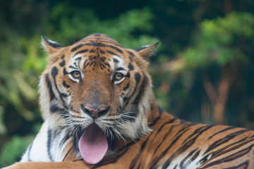 portrait of a tiger