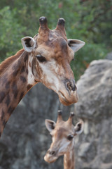 giraffe in zoo