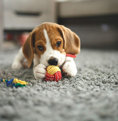 cute beagle puppy lies on the carpet