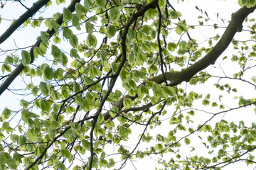 Natural green leaves with branches white background. In springtime