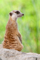 meerkat on guard