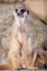 Fototapeta premium meerkat on guard