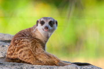 Fototapeta premium meerkat on guard