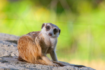 meerkat in zoo