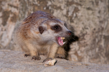 meerkat on guard