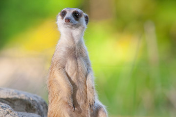 meerkat on guard