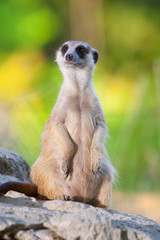 meerkat on guard