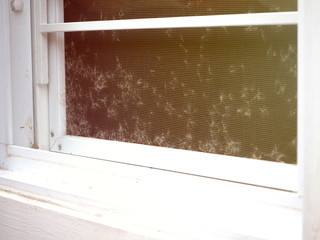 Dust on the screens of the house