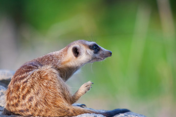 Fototapeta premium meerkat on the ground