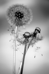  Pissenlit , Taraxacum officinale . © Pepone1307
