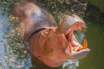 hippopotamus in water