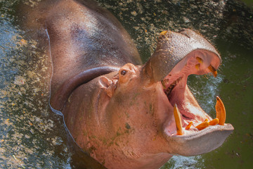 hippopotamus in zoo