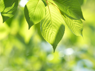 Fototapeta na wymiar 新緑のサクラの葉