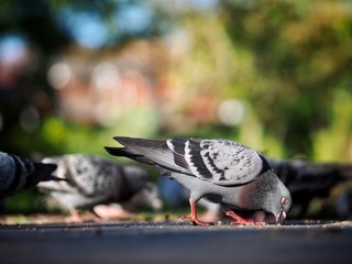 Pigeons 