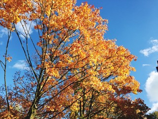 Fototapeta na wymiar Low Angle View Of Autumn Trees Against Sky