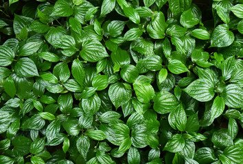 green leaves background from top view, Piper sarmentosum or Wildbetal leafbush Thai herb