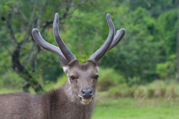 Obraz premium deer with antlers